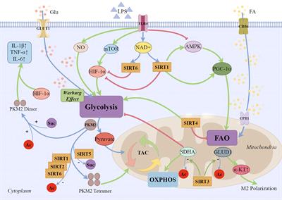 The role and therapeutic potential of SIRTs in sepsis